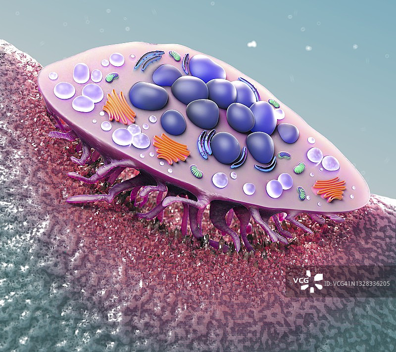 破骨细胞横截面图图片素材