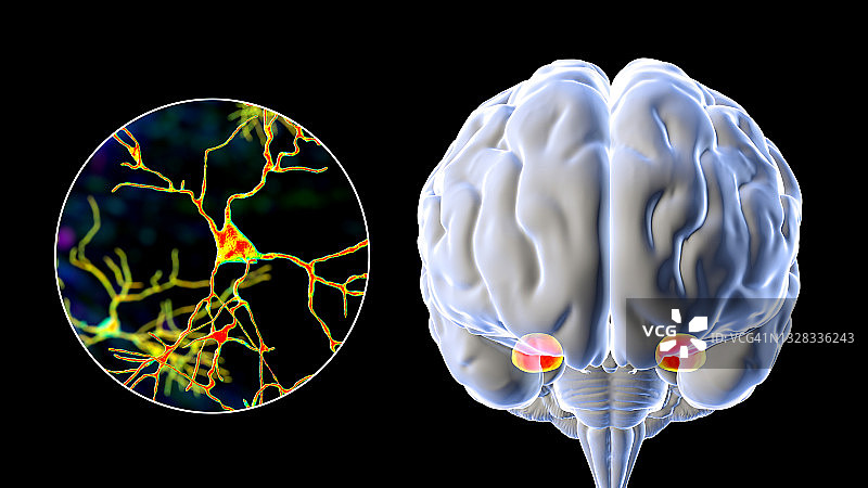 大脑中的杏仁核与神经元图片素材