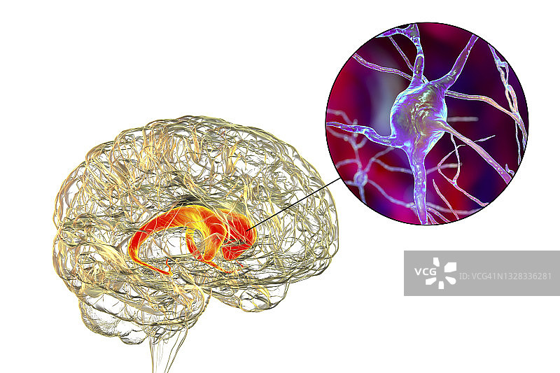人脑尾状核示意图图片素材