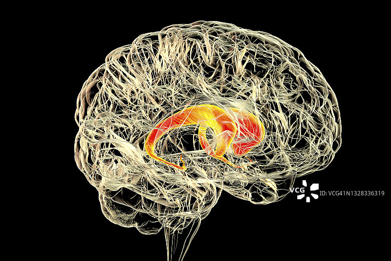人脑尾状核示意图图片素材