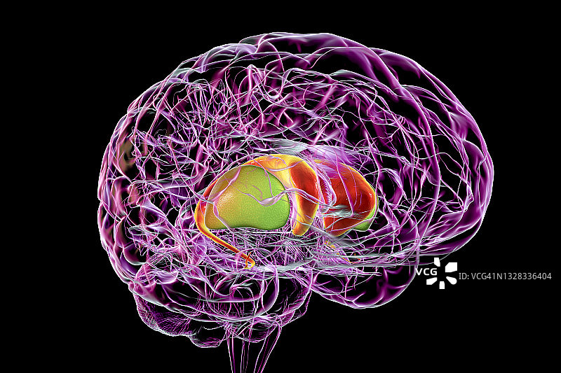 大脑中的背侧纹状体，图示图片素材