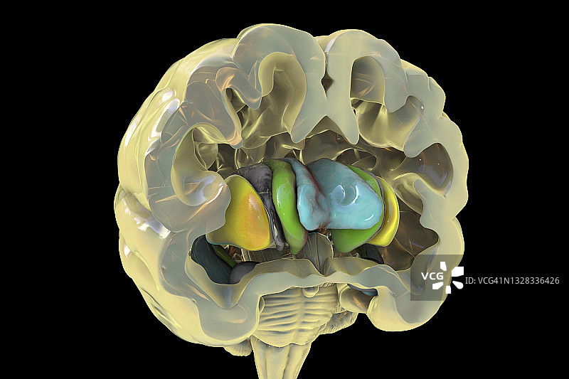 基底神经节，示意图图片素材