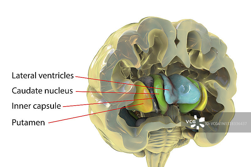 基底神经节，示意图图片素材