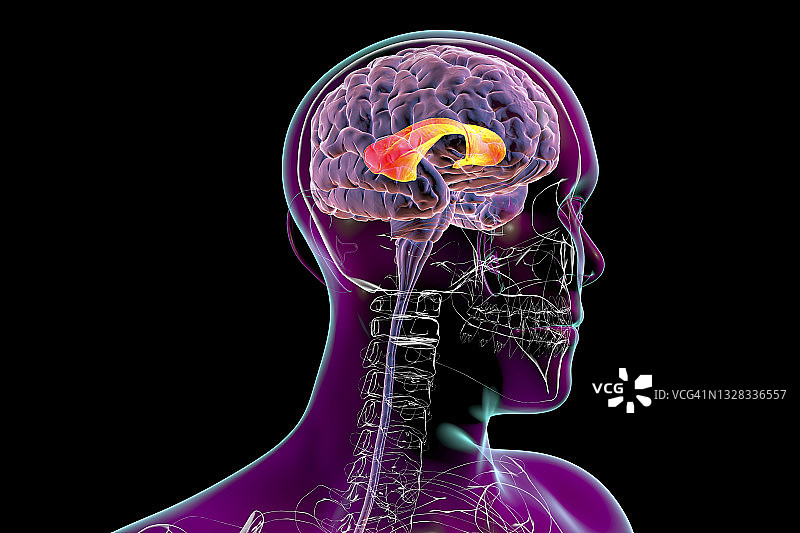 突出显示胼胝体的人脑插图图片素材