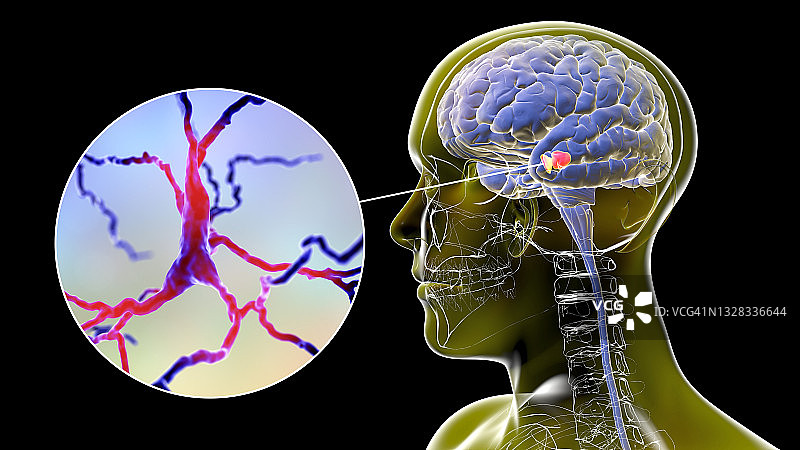 黑质和多巴胺能神经元插图图片素材