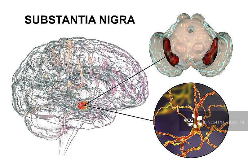 黑质和多巴胺能神经元插图图片素材