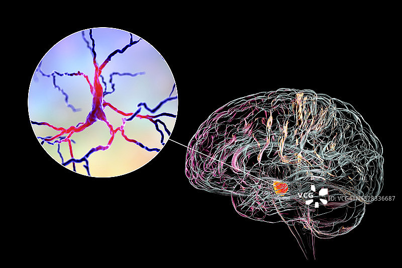 黑质和多巴胺能神经元插图图片素材