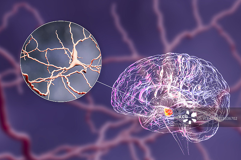 黑质和多巴胺能神经元插图图片素材