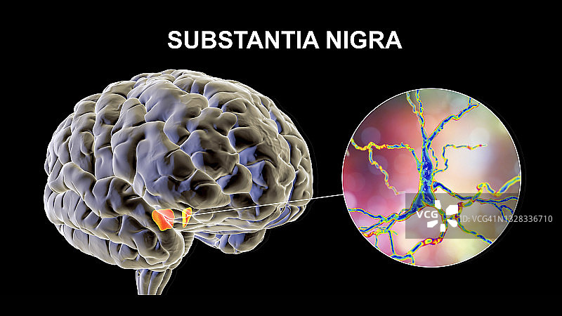 黑质和多巴胺能神经元插图图片素材