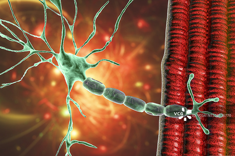 连接到肌纤维的运动神经元插图图片素材