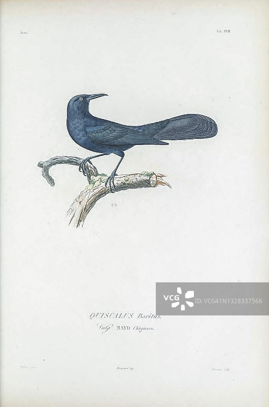 紫 কৃষ্ণ雀插画图片素材