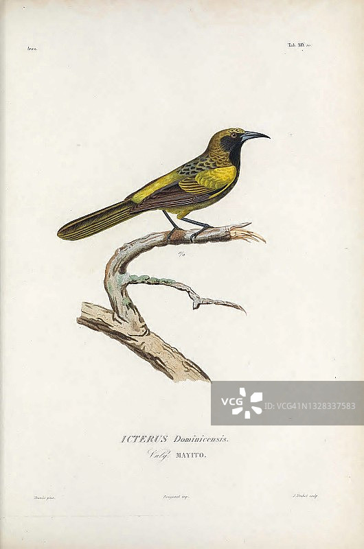 伊斯帕尼奥拉鹂，插图图片素材