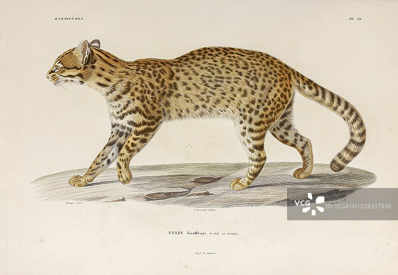 乔氏猫插画图片素材