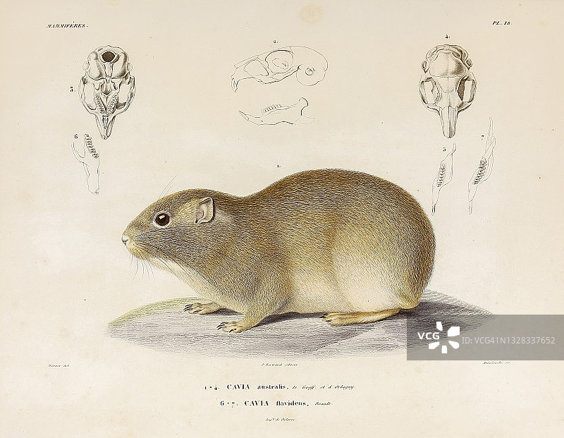 南方豚鼠插画图片素材