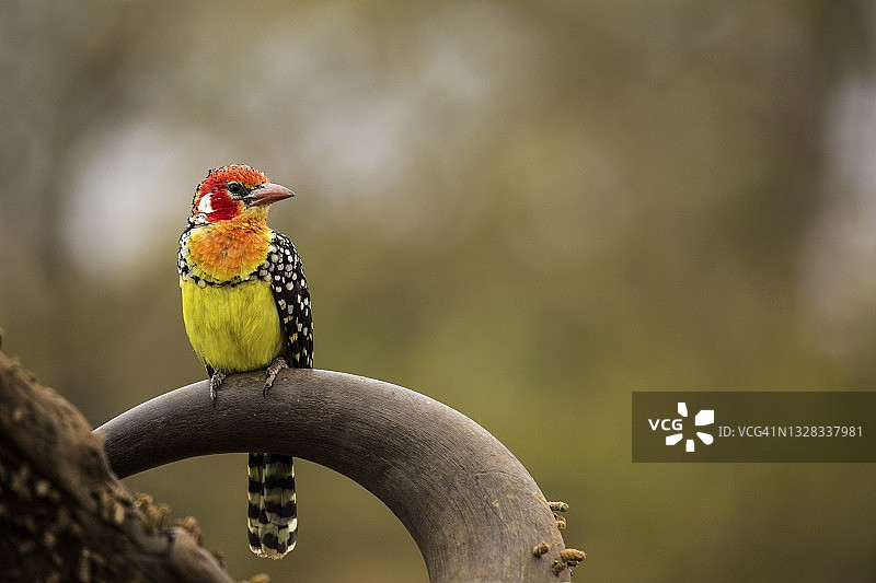 红色和黄色拟啄木鸟图片素材