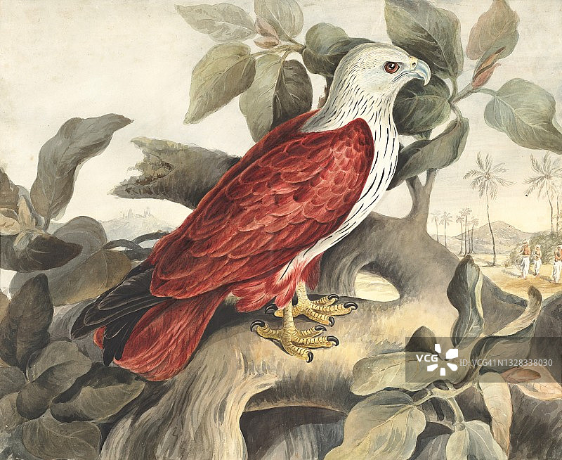 18世纪红头丽隼插画图片素材