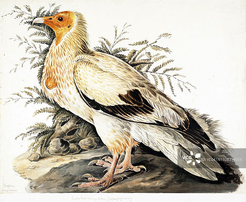 18世纪的埃及秃鹫插图图片素材