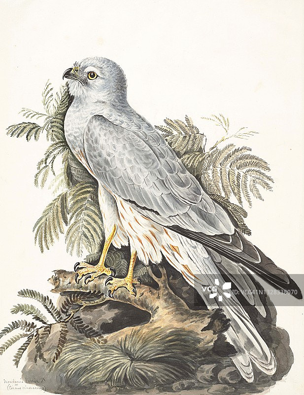 18世纪的鹊鹞插图图片素材