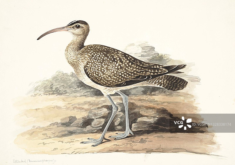 18世纪杓鹬插图图片素材