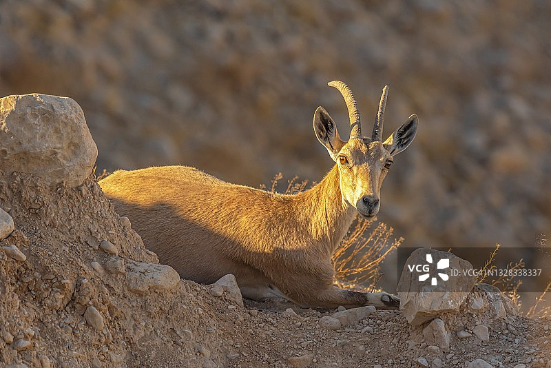 一群野生山羊图片素材
