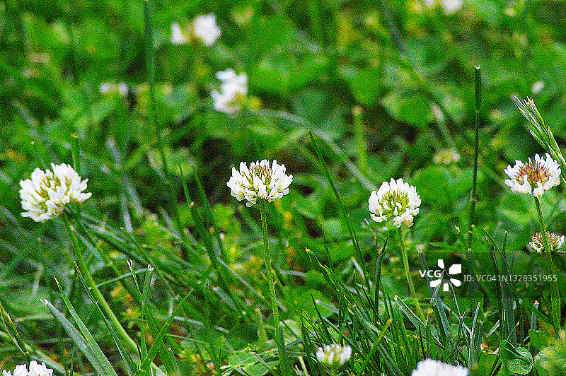 三叶草花图片素材