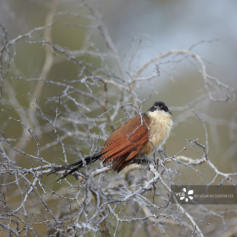 布氏鸦鹃图片素材