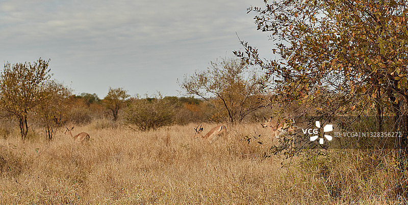 黑斑羚图片素材