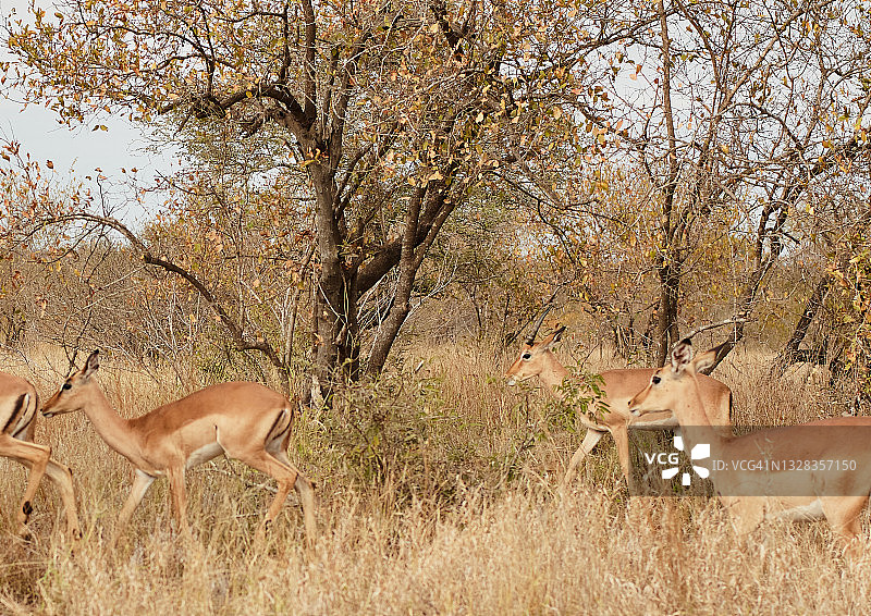 黑斑羚图片素材