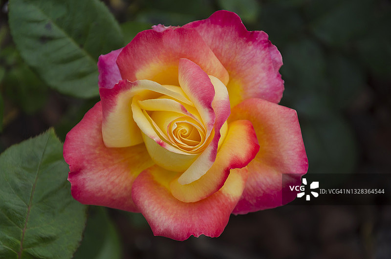 花园中盛开的普尔曼东方快车玫瑰图片素材