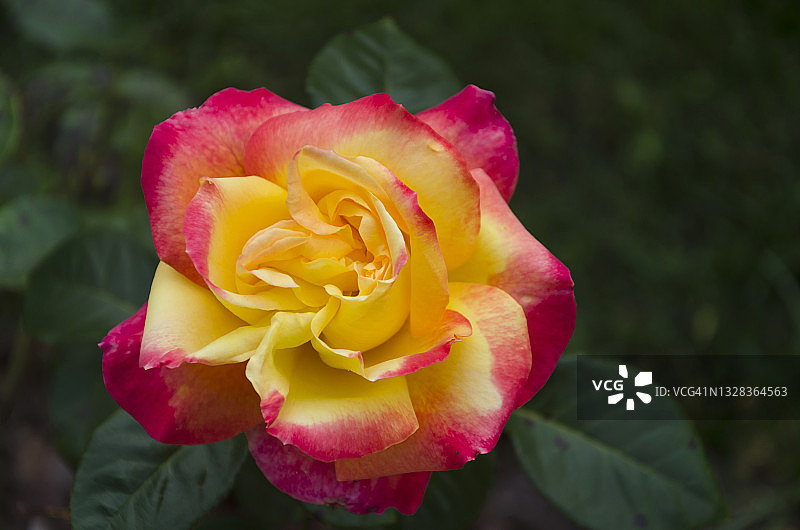 花园中盛开的普尔曼东方快车玫瑰图片素材