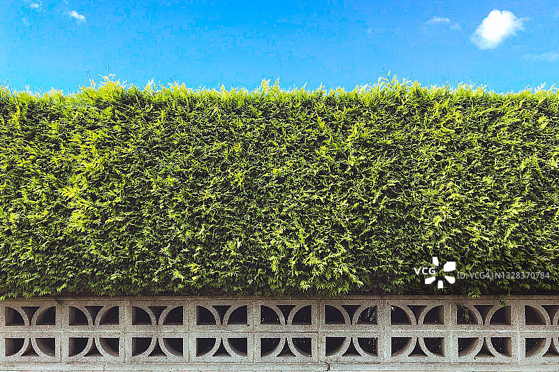 蓝色天空下的柏树树篱图片素材