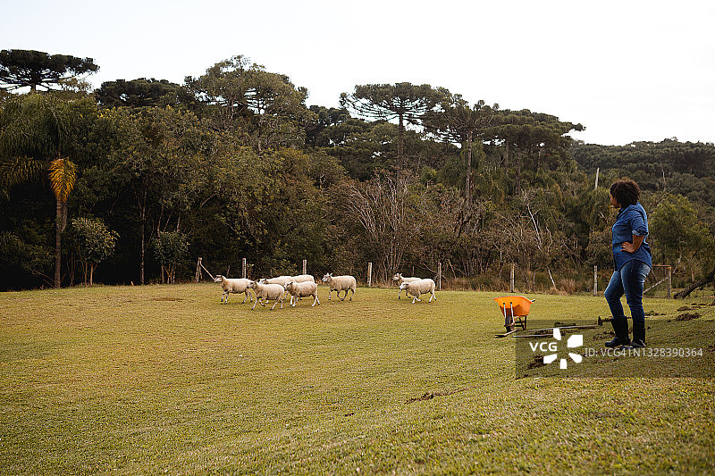 农场工人引导羊群到水槽图片素材