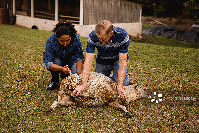 专业人士给绵羊注射药物图片素材