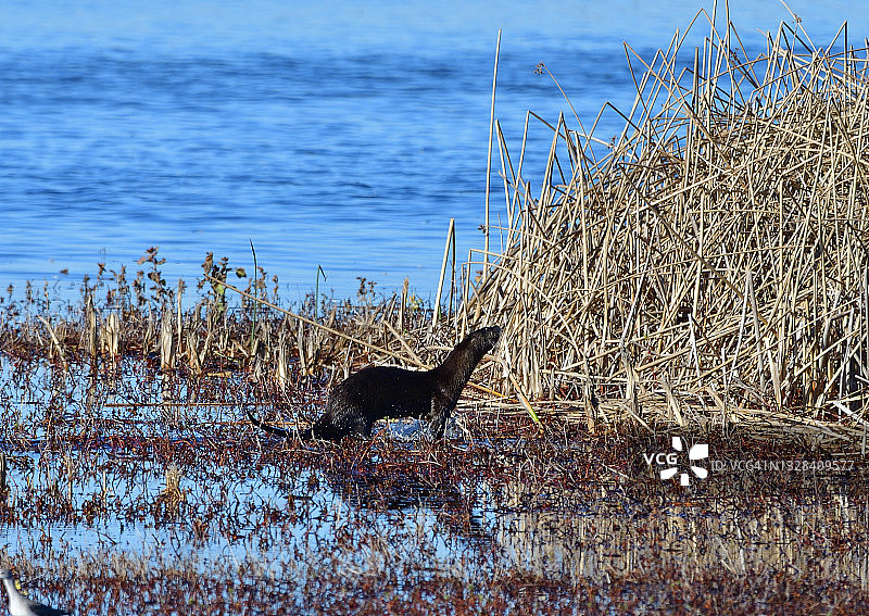 水獭在亚诺塞科国家野生动物区陆地上移动图片素材