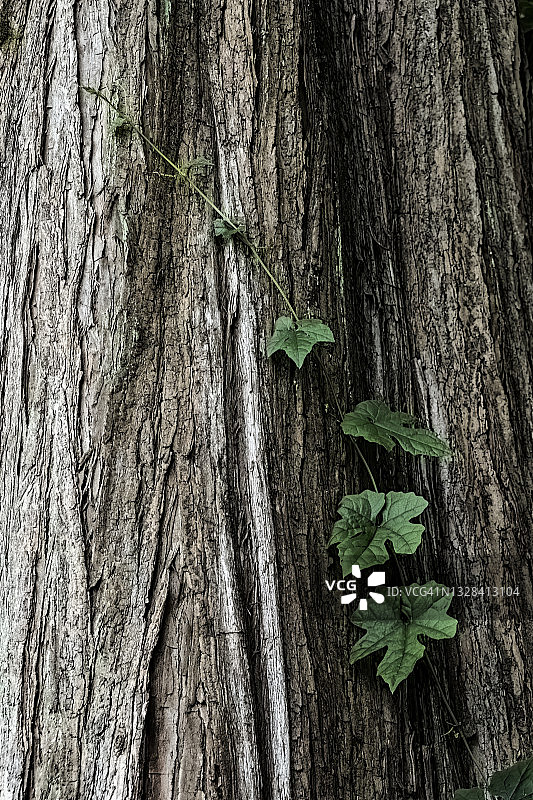 攀爬树干的藤蔓植物图片素材