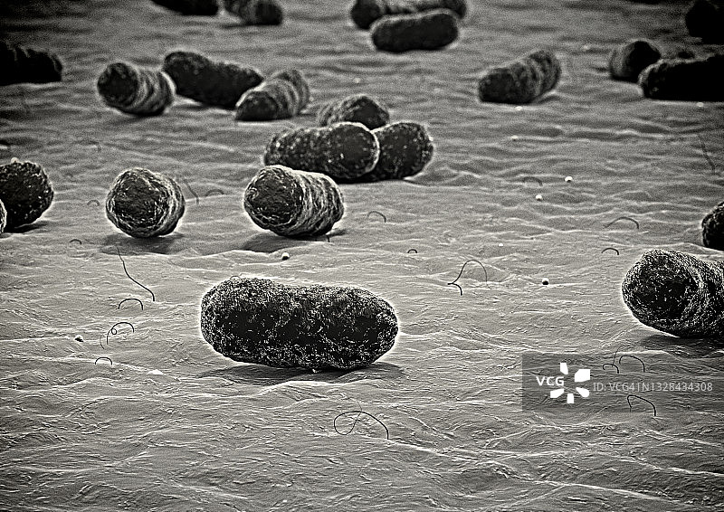 活体生物表面细菌或病毒的微观视图图片素材