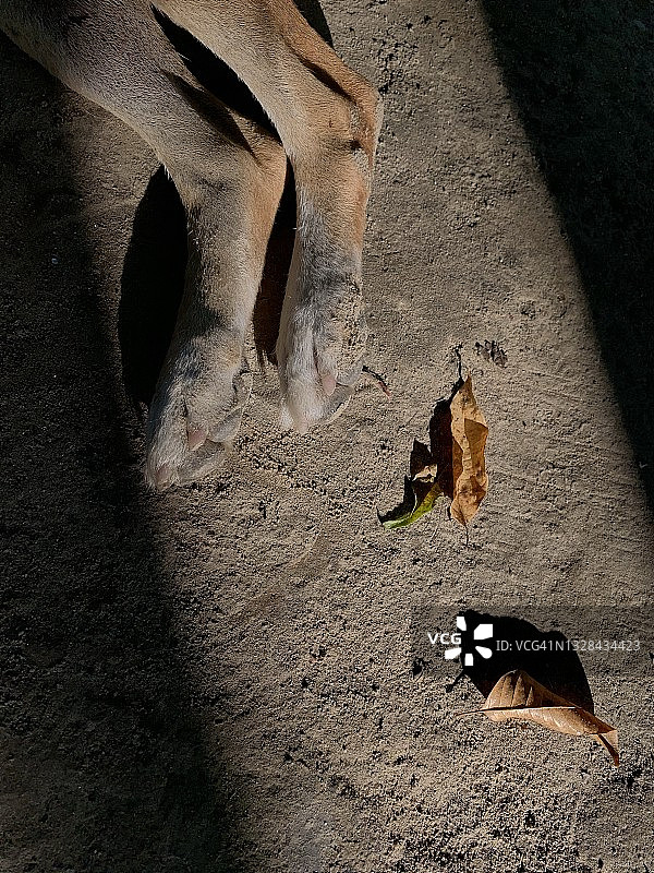 狗爪抽象图像图片素材