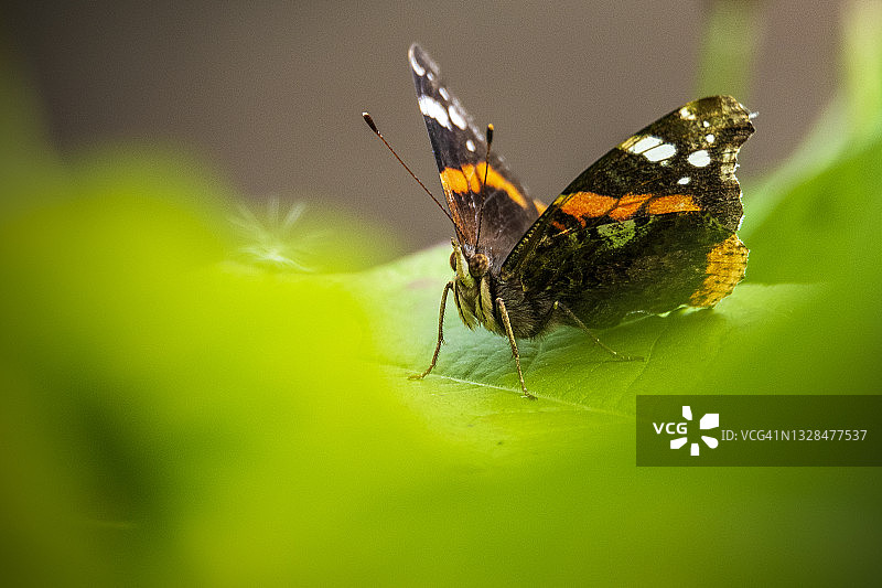 红蛱蝶图片素材