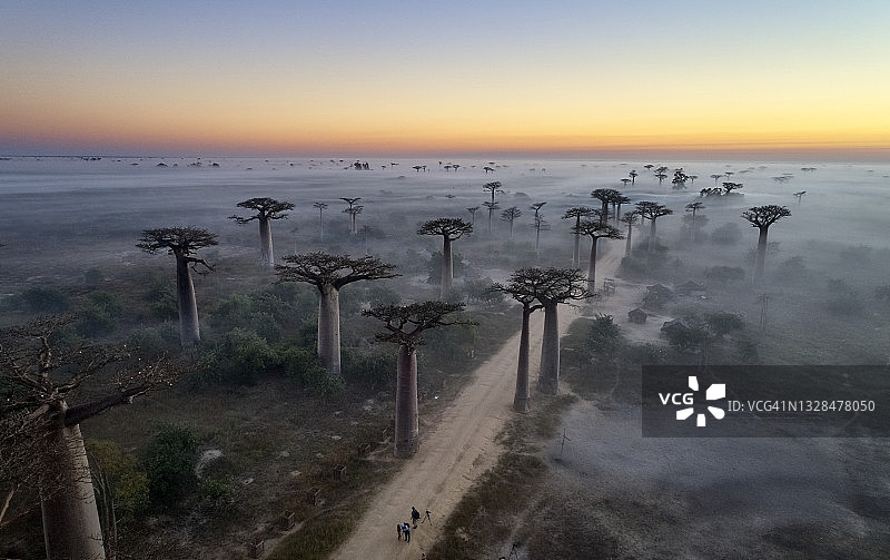 马达加斯加猴面包树大道的日出图片素材
