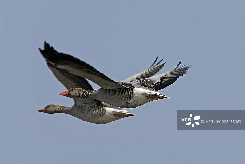 飞行中的灰雁图片素材