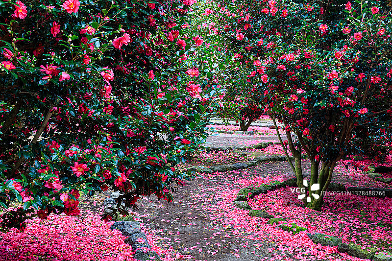 山茶花图片素材