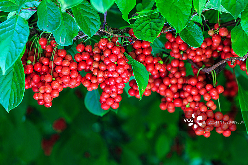 五味子果实图片素材