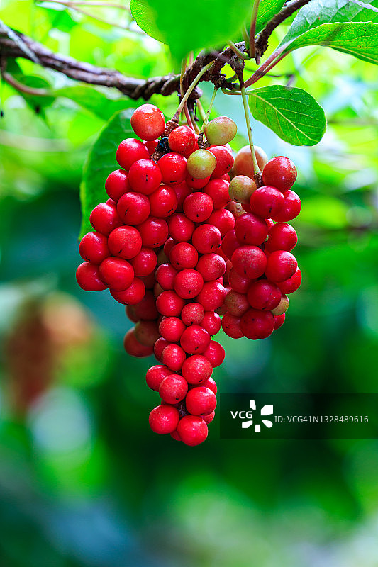 五味子果实图片素材