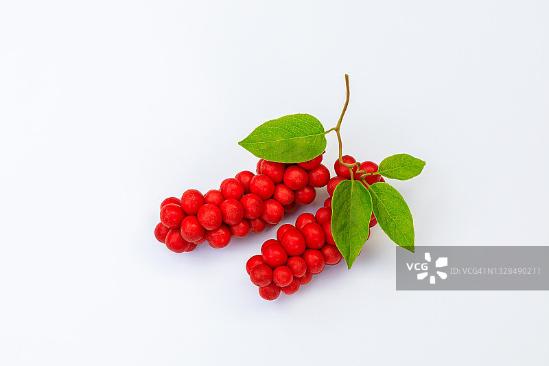 五味子果实图片素材