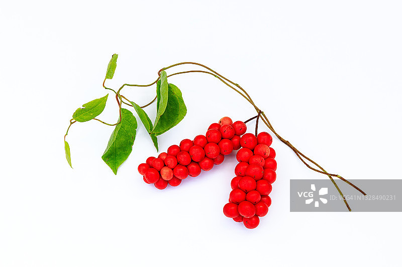 五味子果实图片素材