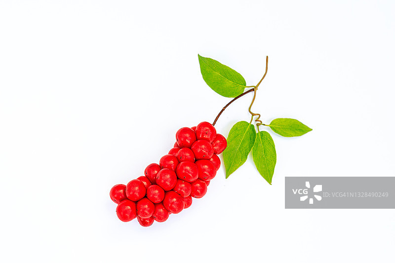 五味子果实图片素材