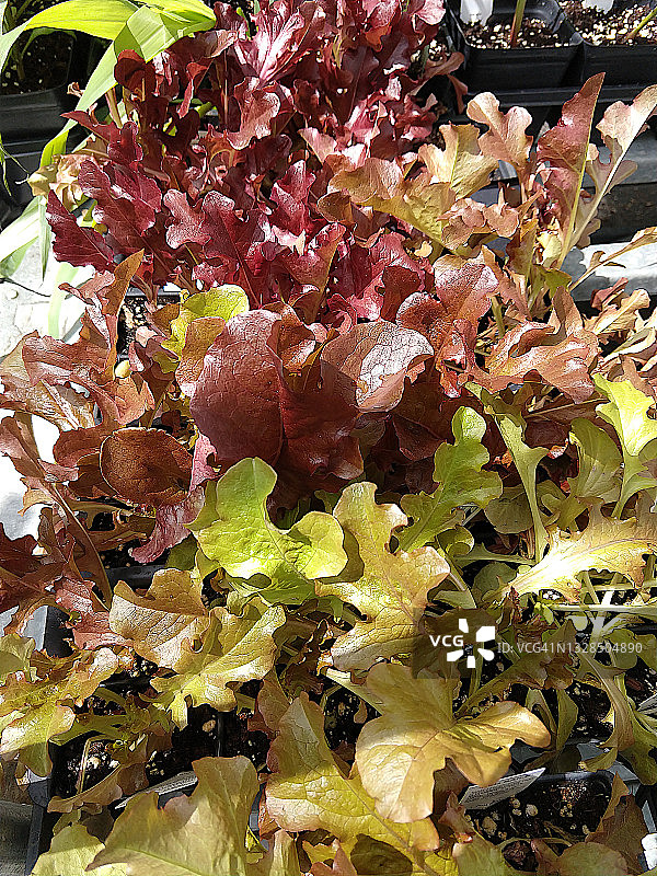 有机生菜图片素材