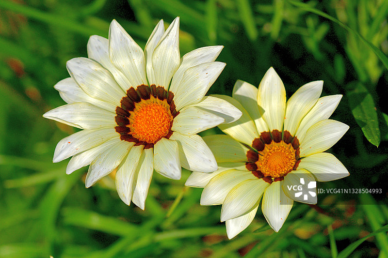 非洲雏菊图片素材