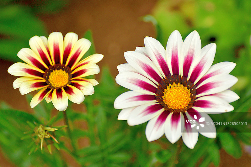 非洲雏菊图片素材