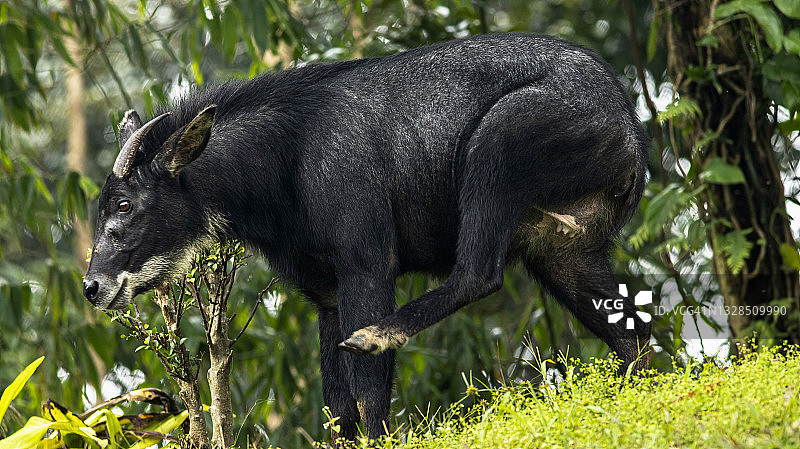 热带森林中的苏门答腊鬣羚图片素材